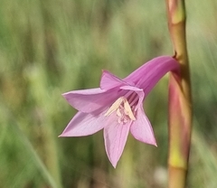 Watsonia aletroides