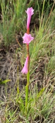Watsonia aletroides