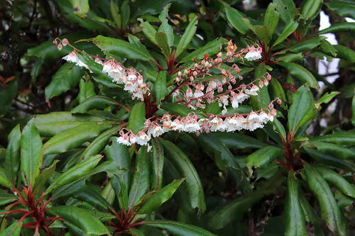 Lily of the Valley Tree