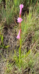 Watsonia aletroides