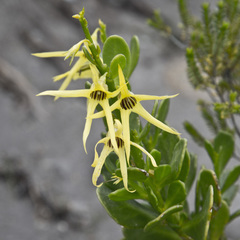 Anthocercis littorea