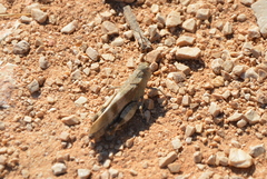 Oedipoda germanica meridionalis