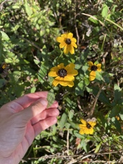 Rudbeckia terranigrae