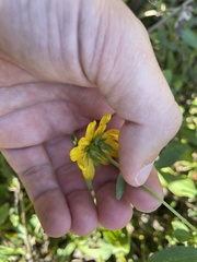 Rudbeckia terranigrae