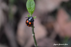 Labidomera suturella