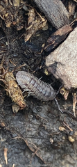 Oniscidea