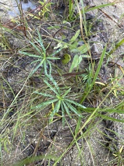 Oenothera berlandieri pinifolia