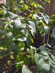 Syringa vulgaris