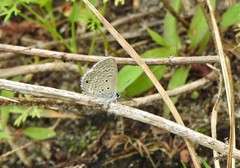 Hemiargus hanno