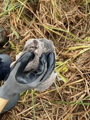 Microtus ochrogaster