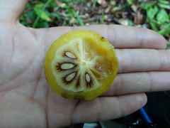 Phyllanthus emblica