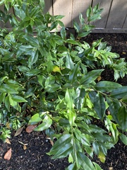 Magnoliopsida