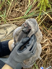 Microtus ochrogaster