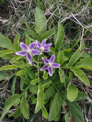 Solanum commersonii