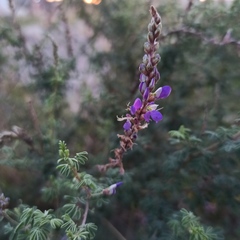 Dalea bicolor