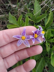 Solanum commersonii