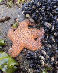 Pisaster