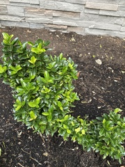 Euonymus japonicus
