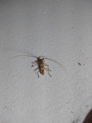 Eburodacrys sexmaculata