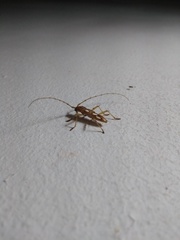 Eburodacrys sexmaculata