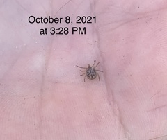 Amblyomma cajennense