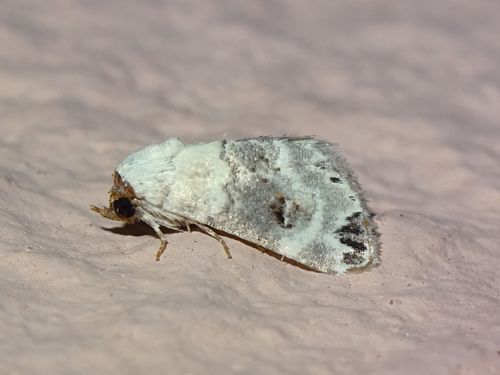 Eublemma scitula (Rambur, 1833)