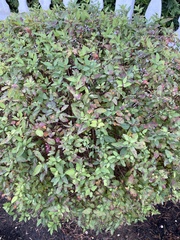 Spiraea japonica