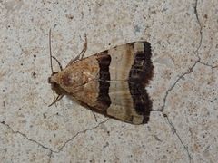 Pseudozarba bipartita