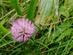 Trifolium pratense