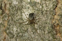 Drapetisca alteranda