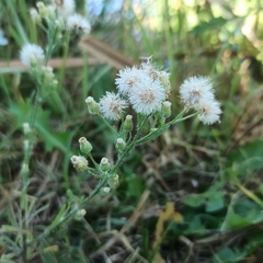 Erigeron bonariensis