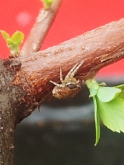Xysticus