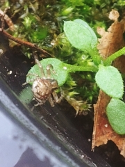 Xysticus