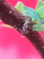 Xysticus