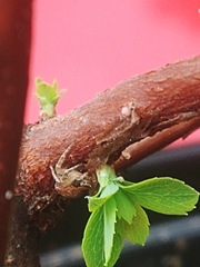 Xysticus