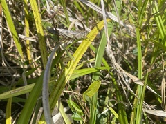 Schistocerca literosa