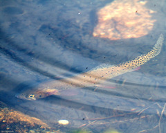 Oncorhynchus clarkii