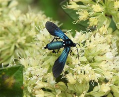 Macrocneme leucostigma