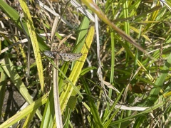 Schistocerca literosa