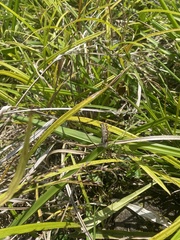 Schistocerca literosa