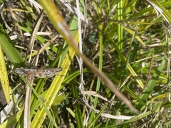 Schistocerca literosa