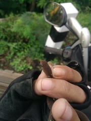 Gongylosoma baliodeira