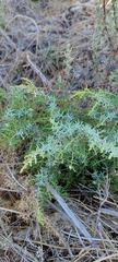 Juniperus navicularis