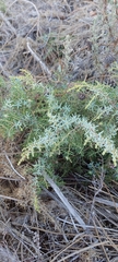 Juniperus navicularis