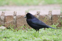 Molothrus bonariensis