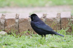 Molothrus bonariensis