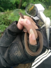 Gongylosoma baliodeira