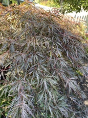 Acer palmatum