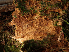 Asterodon ferruginosus