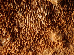 Asterodon ferruginosus